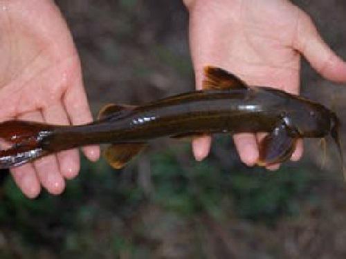 Dhan B Gurung - Diversity, Distribution, and Ecology of Fishes of